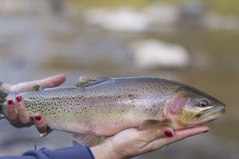 Fishing The Blackfoot River 