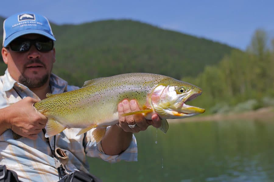 Rainbow trout fly fishing along the Flathead River Montana