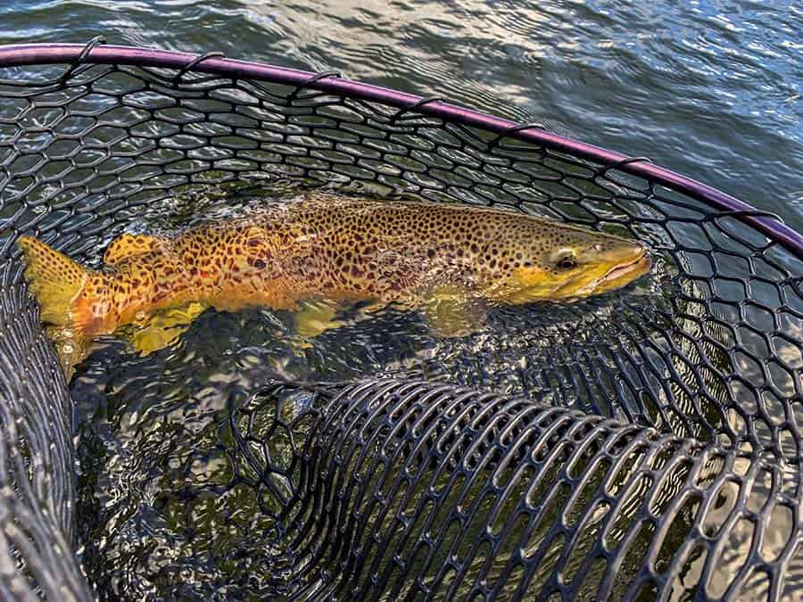 Fly Fishing for INCREDIBLE Trout!! 