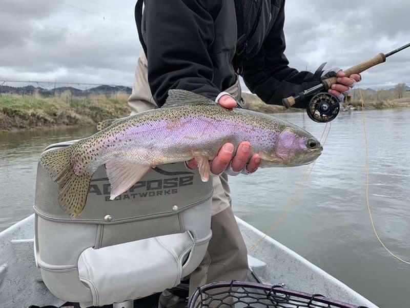 Montana Fly Fishing Montana Fishing Guides