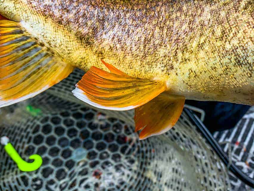 Lake Trout Streamers - Bigfork Anglers