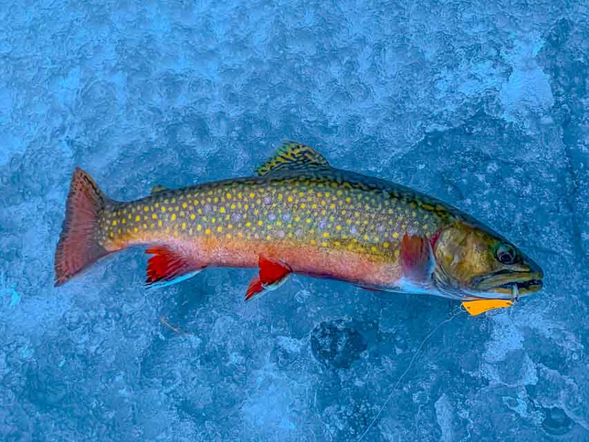 ICE FISHING WHITEFISH and LAKE TROUT ON FLATHEAD LAKE MONTANA