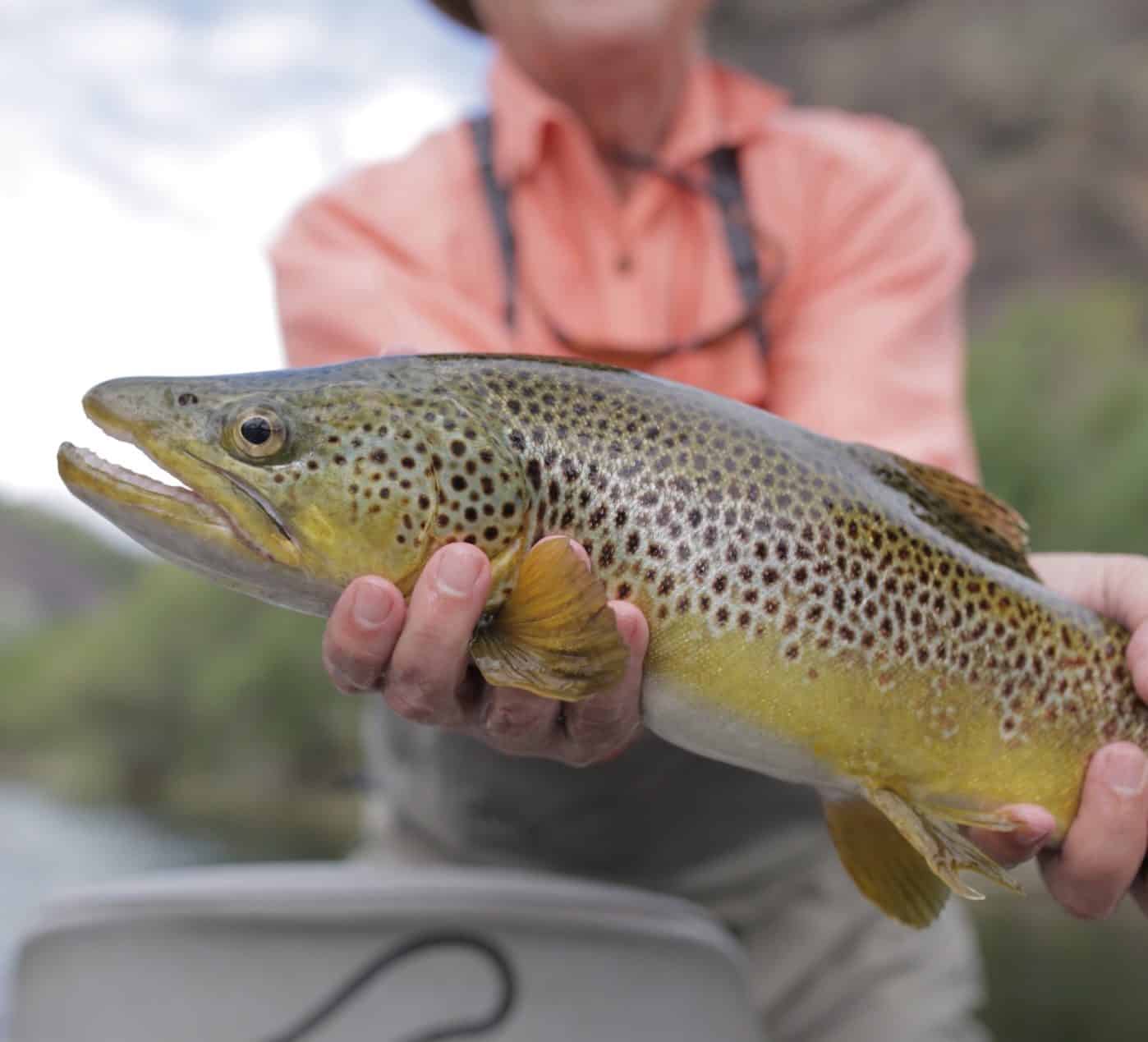 Fishing In Butte, MT | Montana Fishing Guides