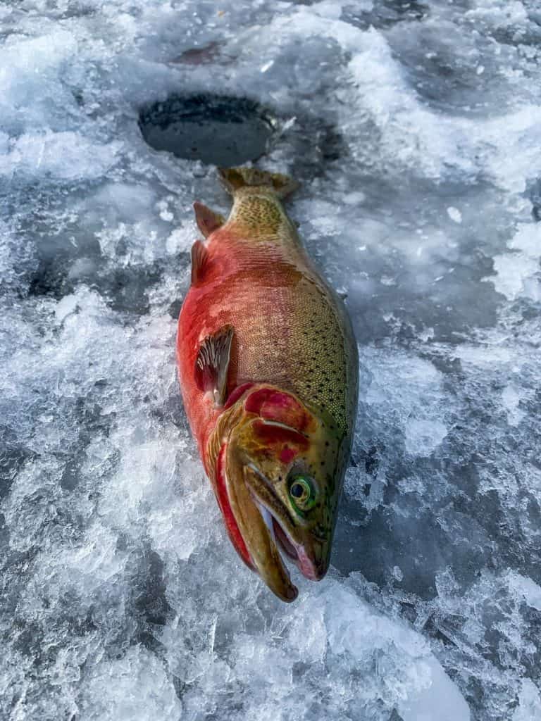 January 3 Ice Fishing Report | Montana Fishing Guides