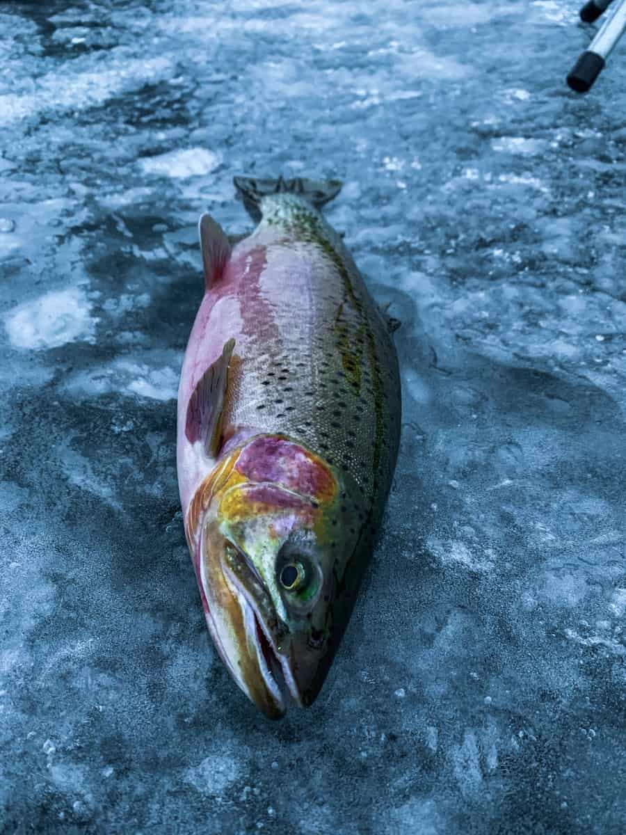 Ice Fishing Report, January 27 Montana Fishing Guides