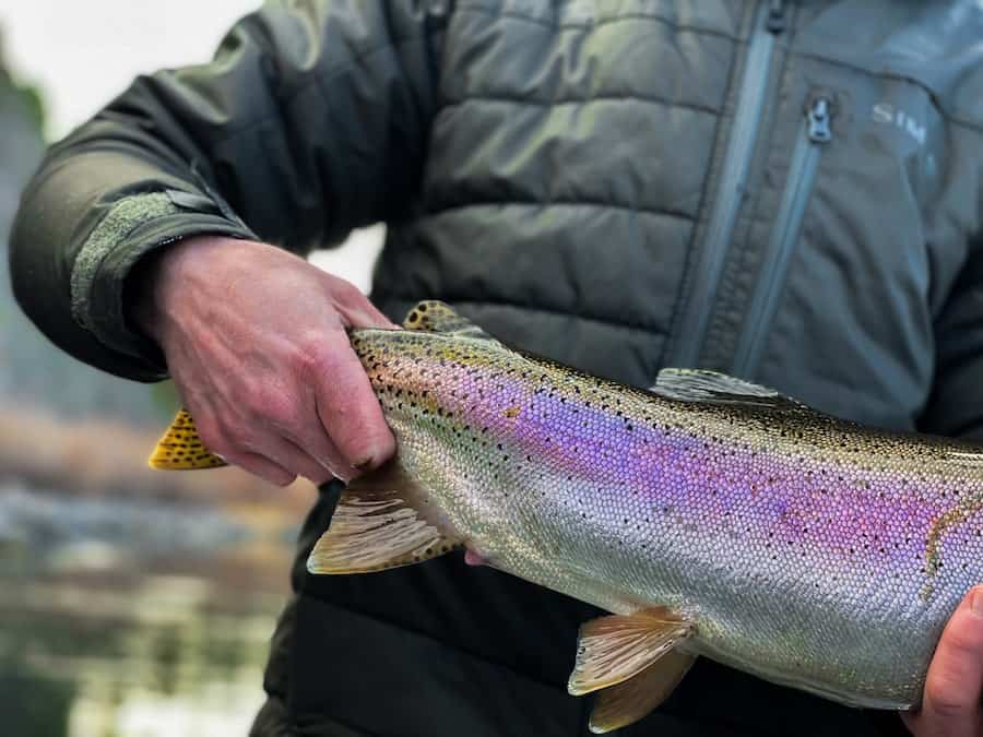 Fishing Report Missouri River Montana Fishing Guides