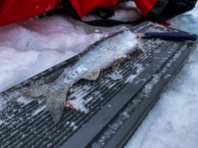 Fishing Report, February 11-1