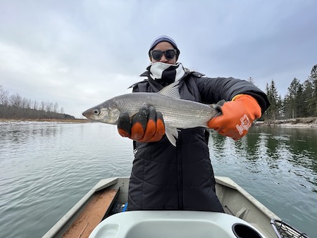 Fishing Report, Whitefish