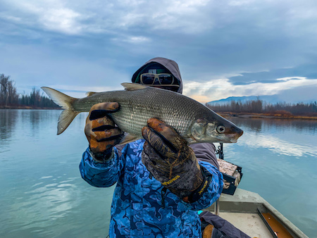 Fishing Report, Whitefish