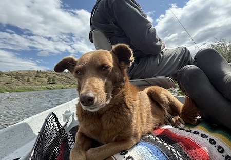Fishing Report, Whitefish
