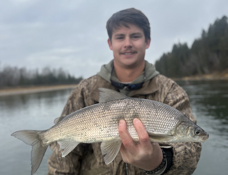 Fishing Report, Whitefish