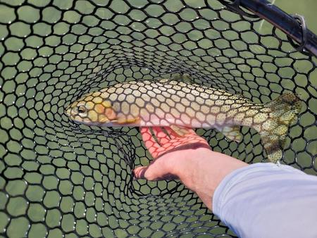 Fishing Report, Kalispell2
