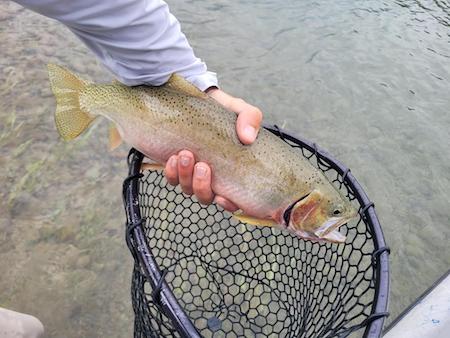 Fishing Report, Kalispell