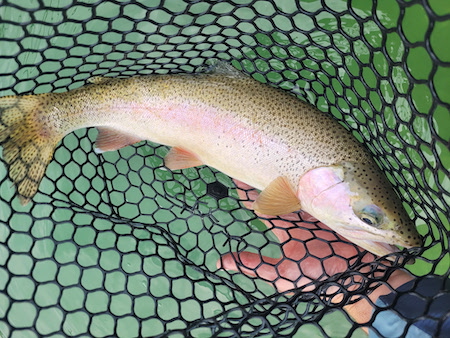 Fishing Report, Whitefish